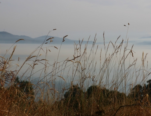 Green Weekend Paredes de Coura – fim de semana vegetariano