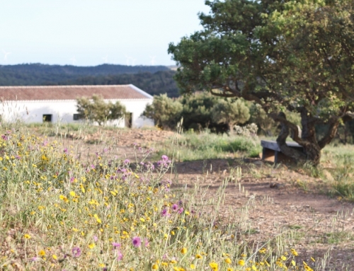 Yoga and Nutrition Retreat – ao encontro dos melhores retiros de Yoga em Portugal