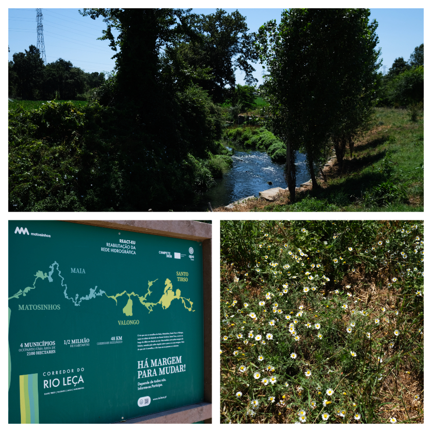 Lionesa Business Hub