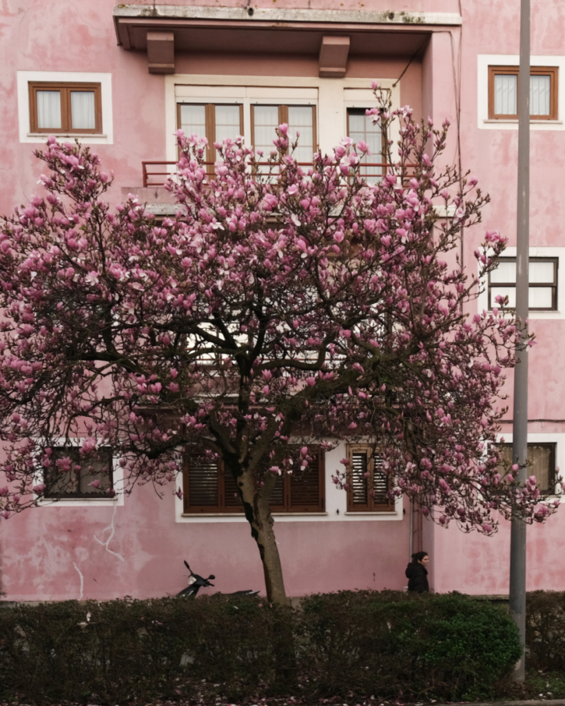 florescer. Há uma rua rosa em Matosinhos
