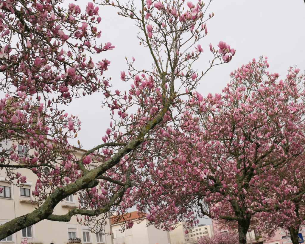 florescer. Há uma rua rosa em Matosinhos