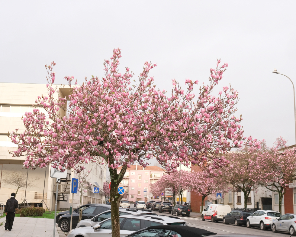 florescer. Há uma rua rosa em Matosinhos