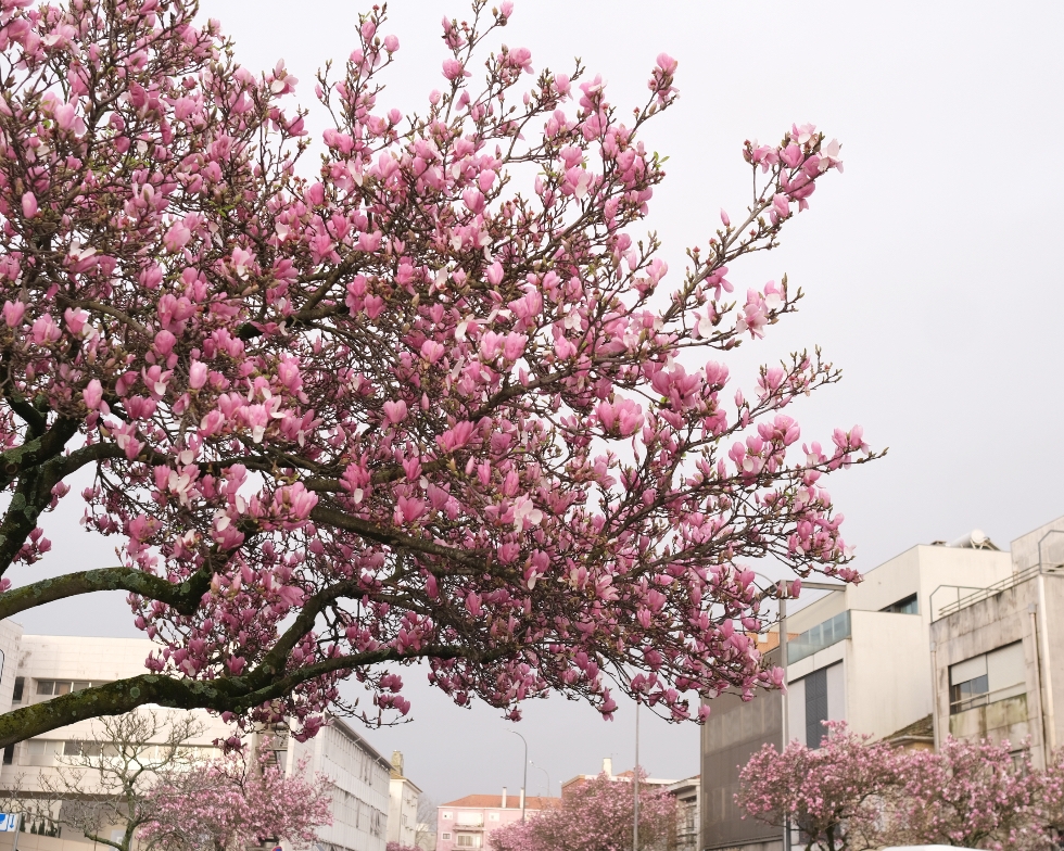 florescer. Há uma rua rosa em Matosinhos
