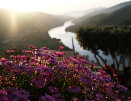Imaginário D’el Rei: onde o tempo abranda, e o Douro nos abraça. Um refúgio de sonho em Mesão Frio.