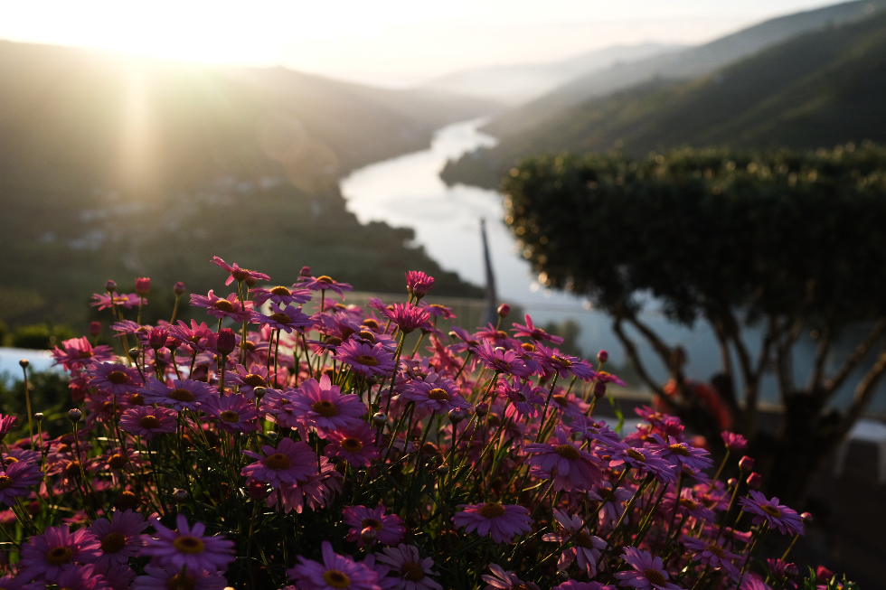 Imaginario D'El Rei. Um refúgio de sonho no Douro.